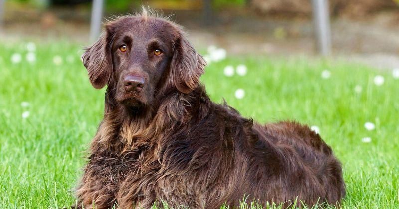10 Cara Menggemukkan Anjing secara Alami, Perhatikan Kualitas Makanan